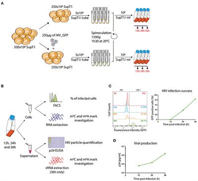 HIV Modifies the m6A and m5C Epitranscriptomic Landscape of the Host Cell